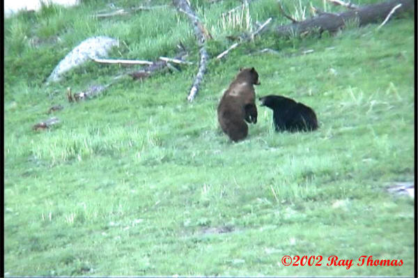 bbear10.jpg
